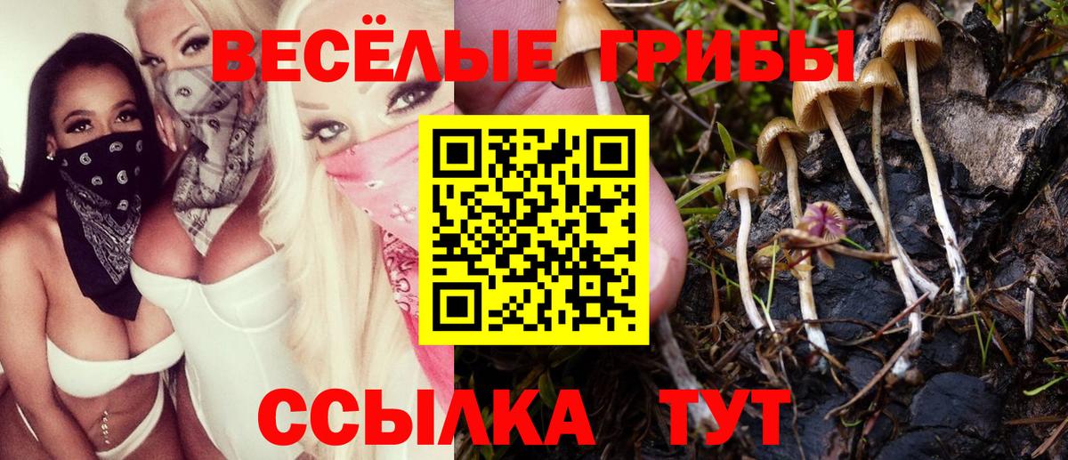 Галлюциногенные грибы Cubensis Прохладный